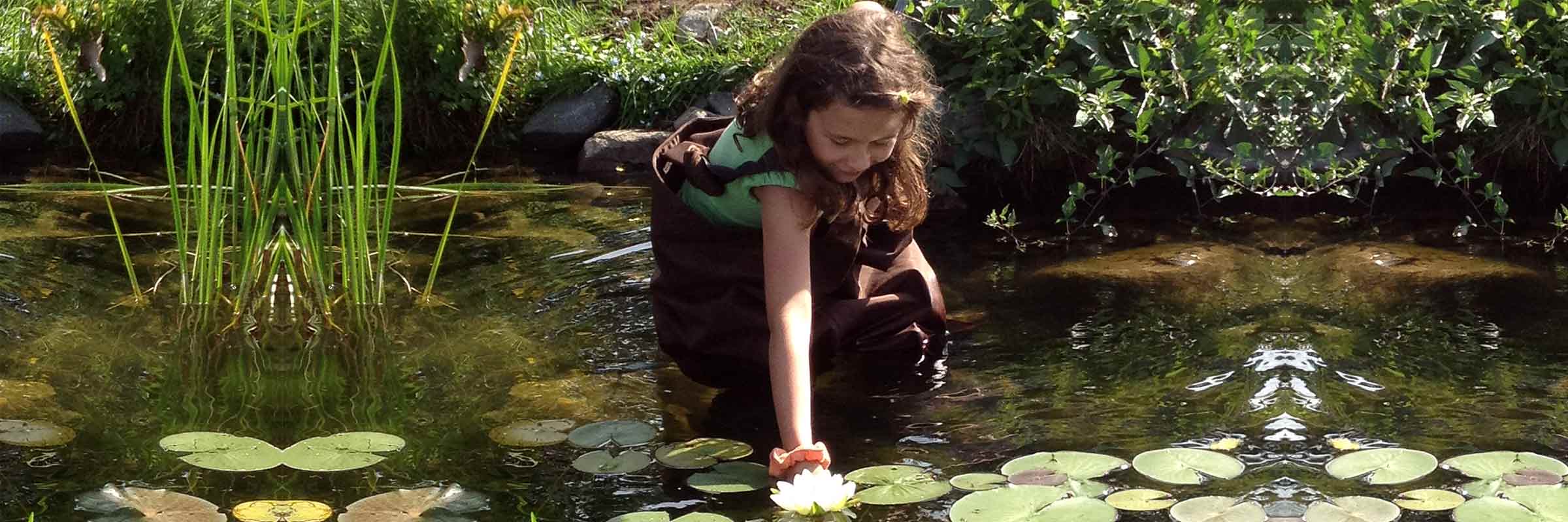 Young girl wading in lake reaches for lily pads